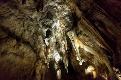 Low angle view of tree trunk