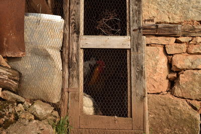 View of an animal on wall