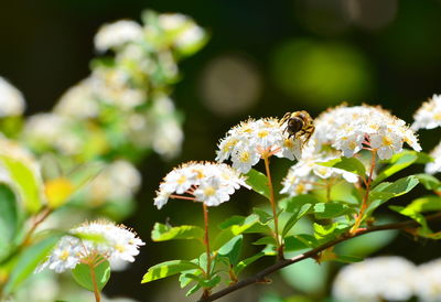 Close-up of bee pollinating on flower