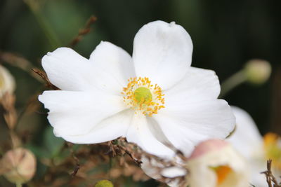 Close-up of white flowering plant