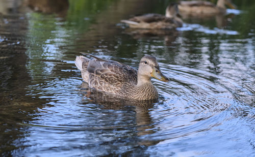 Duck swimming in lake