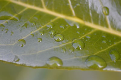 Close-up of water drops on leaf