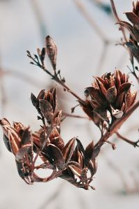 Close-up of dried plant