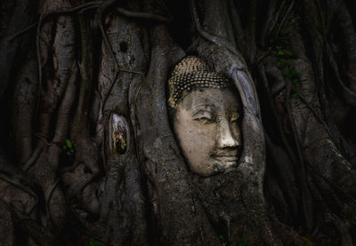 Face of buddha statue in tree trunk