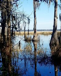 Reflection of trees in lake against sky