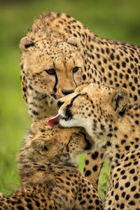 Close-up of cheetah coalition grooming each other