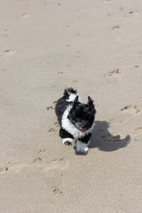 Havanese puppy playing on the beach