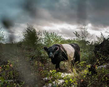 View of a dog looking away