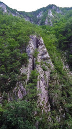 Scenic view of forest