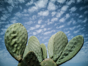 Low angle view of pine cone
