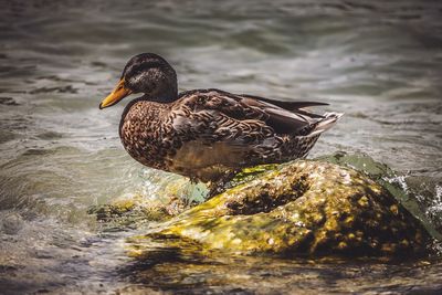 Close-up of mallard duck swimming in lake