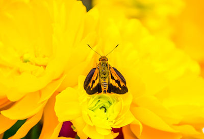 Close-up of insect on yellow flower