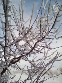 Low angle view of flower tree against sky