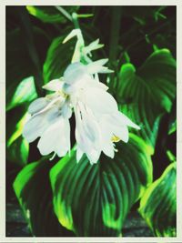 Close-up of white flowers