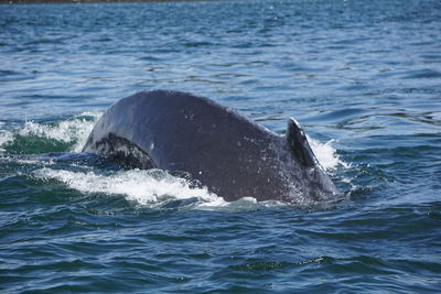 Humpback whale swimming in sea