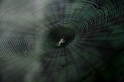 Close-up of spider web