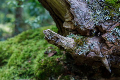 Close-up of lizard on tree trunk