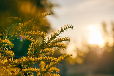 Yew tree taxus baccata branch copy space close up. european evergreen yew tree in beautiful sunlight