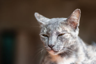 Close-up of a cat looking away