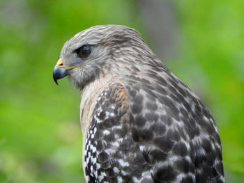 Pale form red shoulder hawk found in big cypress national park