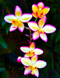 Close-up of pink flowers blooming outdoors