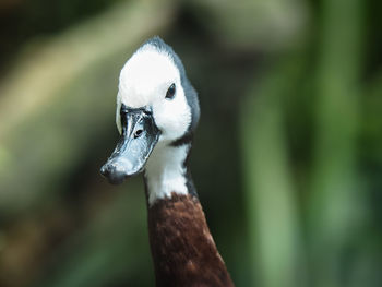 Close-up of a bird