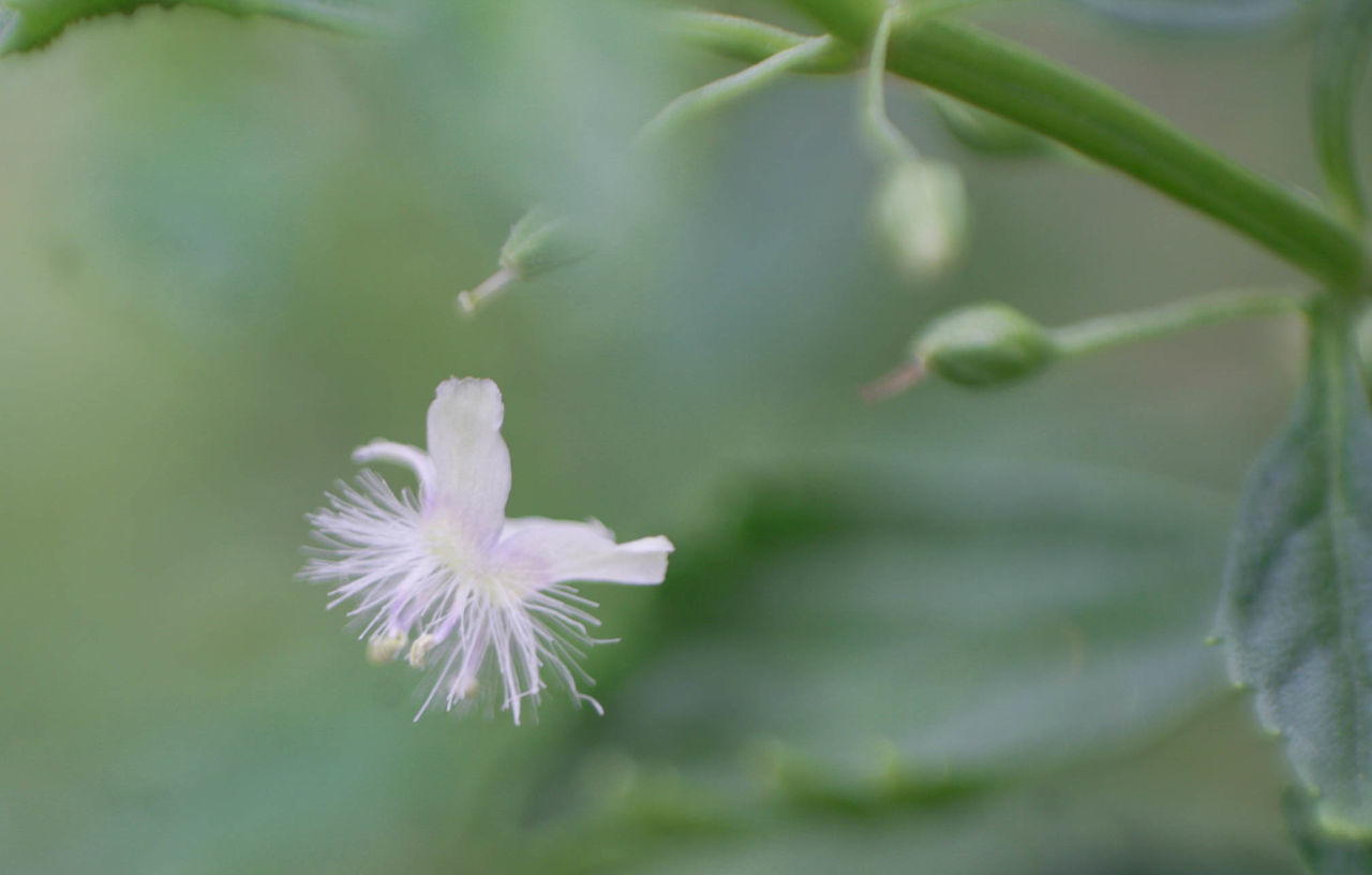 phakchanaiben kwandoen