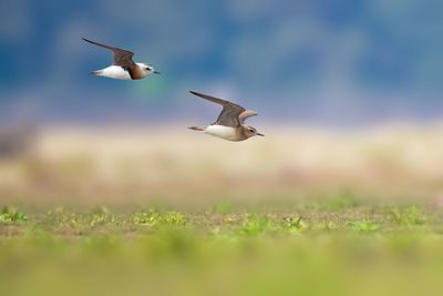 Bird flying in the sky