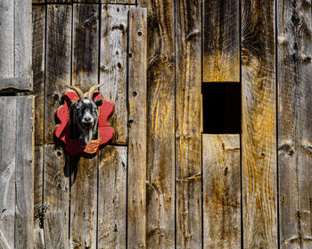 Dog looking away while standing on wooden door