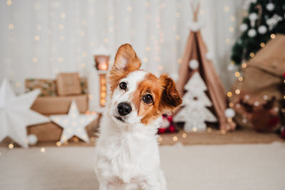 Close up of adorable jack russell dog indoor in front of christmas decoration at home