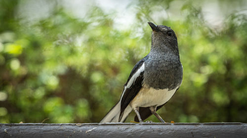 Close-up of bird perching on wood