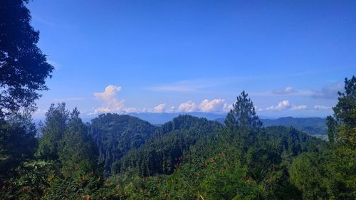 Scenic view of forest against sky