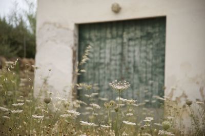 Close-up of flowering plant on field