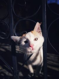 Close-up portrait of cat