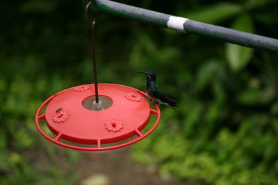 Close-up of a bird perching on feeder