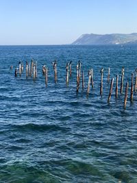Birds sitting on old stilts on the black sea 