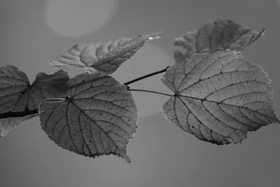 Close-up of autumnal leaves against sky