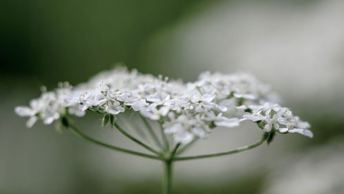 Close-up of white flowering plant