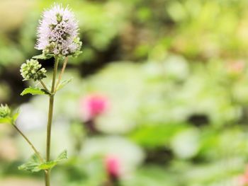 Close-up of flowering plant on field