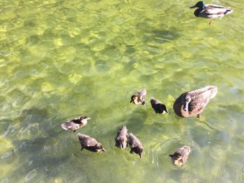 High angle view of ducks swimming in lake