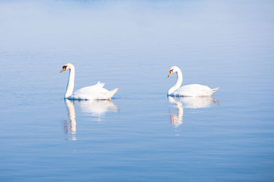 Swans swimming in lake