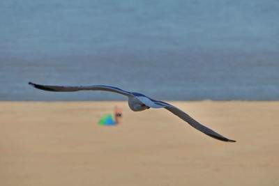 Close-up of bird flying over beach