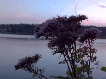 Close-up of flowering plant against sky at dusk