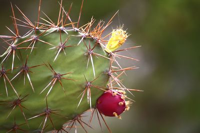 Close-up of cactus plant