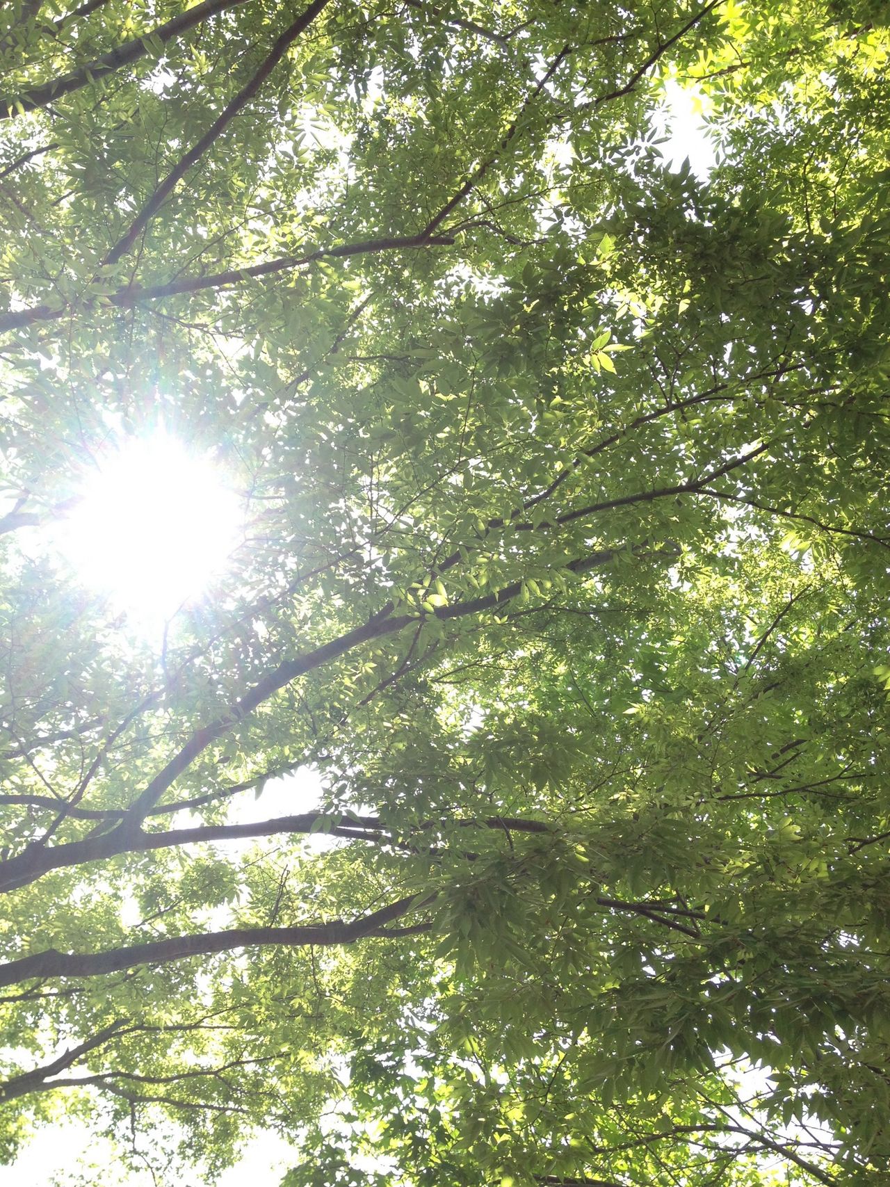 Sunlight filtering through trees