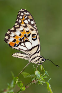 Close-up of butterfly on flower