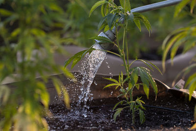 Close-up of water splashing on plant