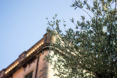 Low angle view of tree against sky