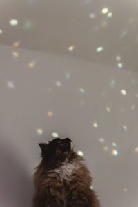 Portrait of dog with illuminated cat