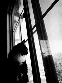 Cat looking through window